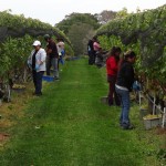 Wolfer Estates Vineyard